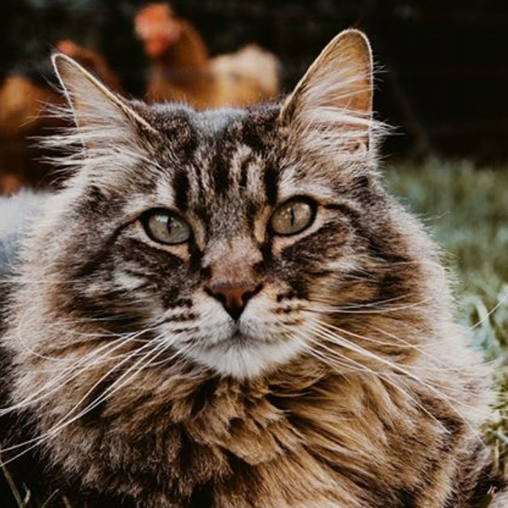 Is Your Cat Feeling Blue?