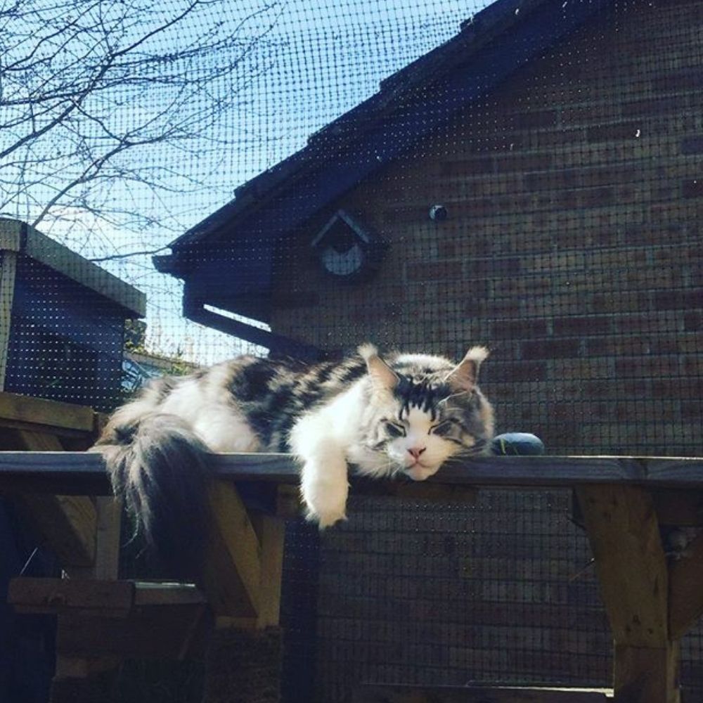 Is Your Cat Showing Signs of Dementia? How Can You Help?