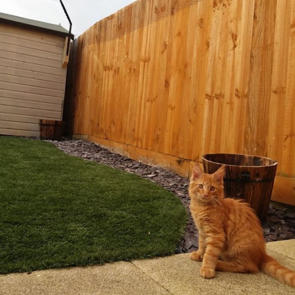 Keeping Cats and Landlords Happy - Cat Fencing and Rented Properties