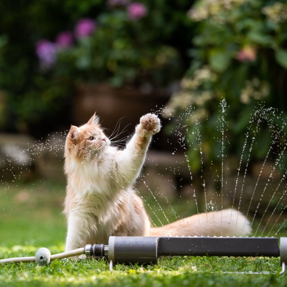 Keeping Cats Cool in the Heatwave