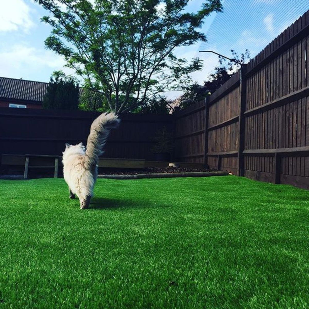 Keeping Your Cat Safe Over Halloween