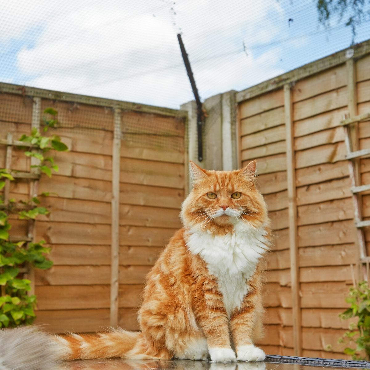 Keeping Cats Safe Outdoors
