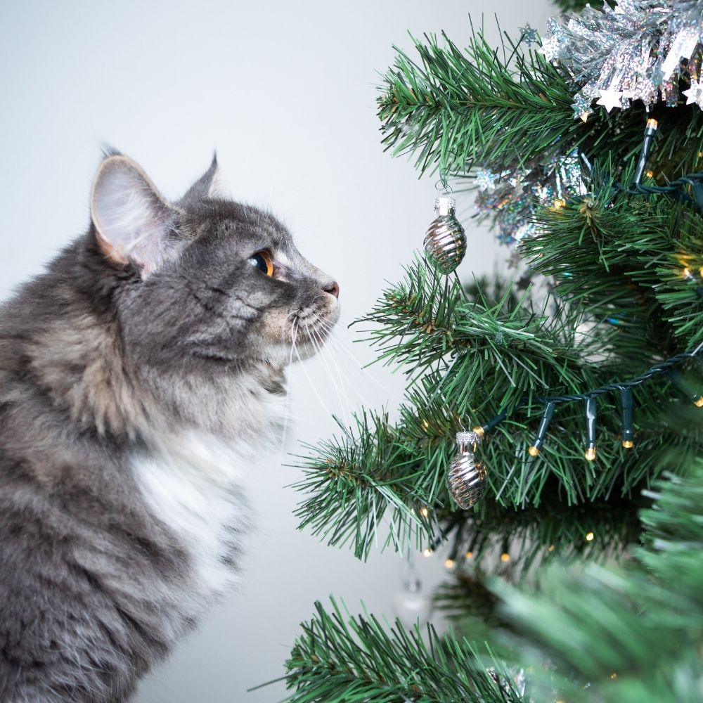 Keeping Your Cat Safe at Christmas