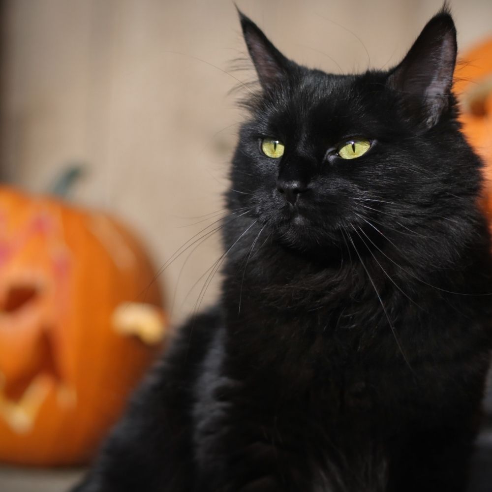 Keeping Cats Safe on Halloween and Bonfire Night