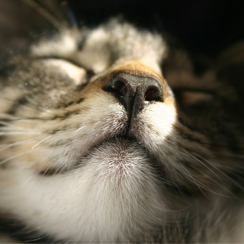 Keetso Cat - The New Breed on the Block