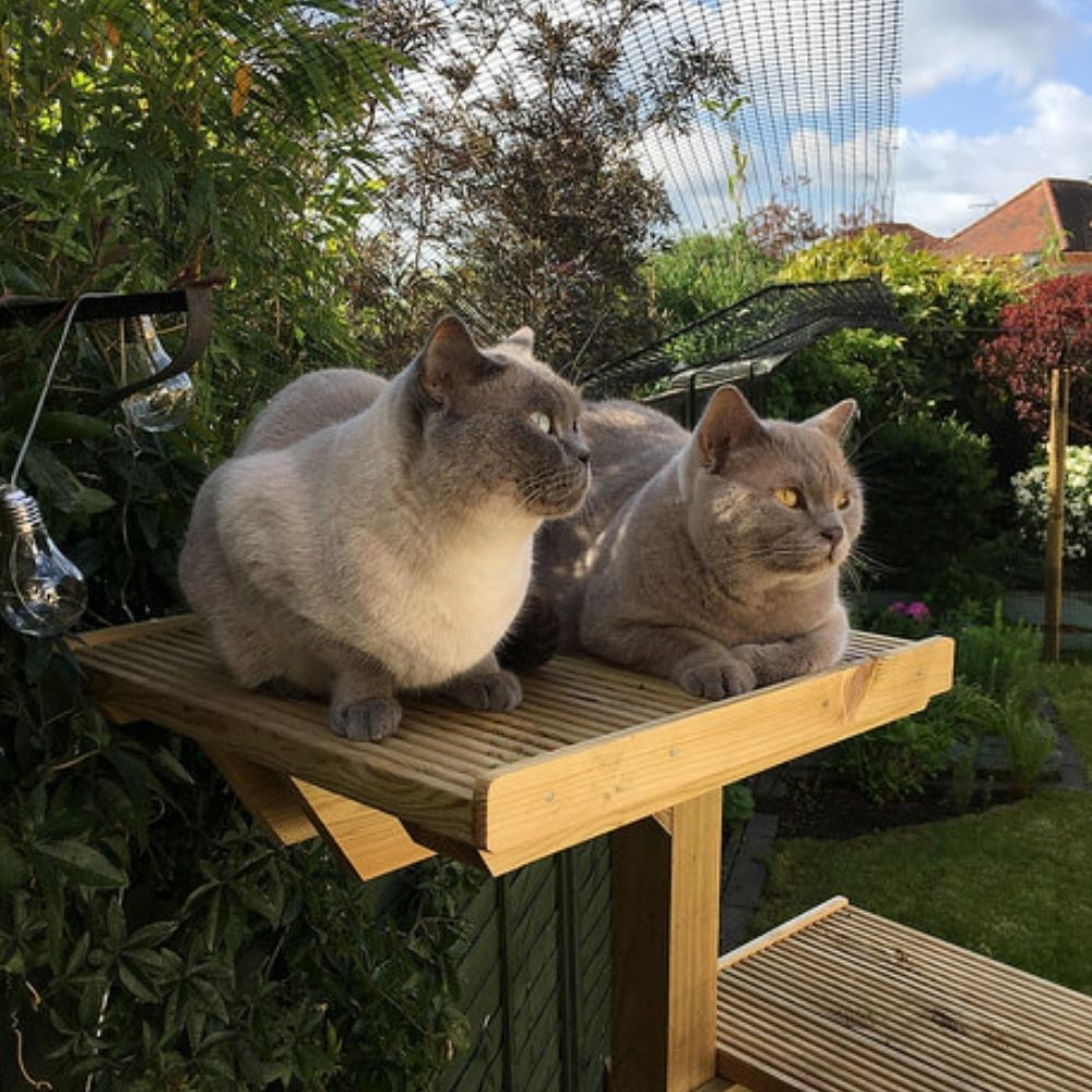 Kids and Kitties Campaign Launched by Cats Protection
