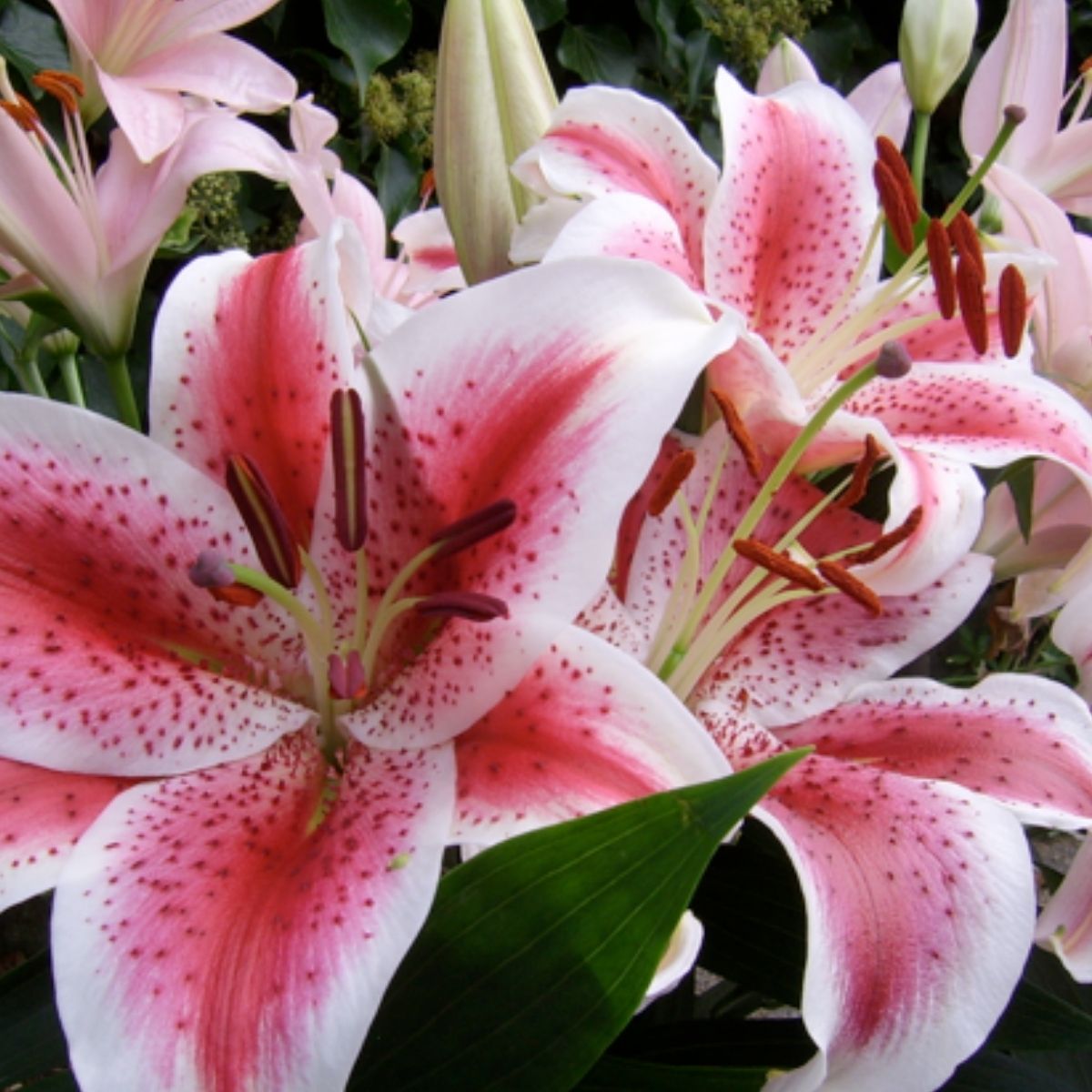 Leave Out Lilies This Valentine’s Day