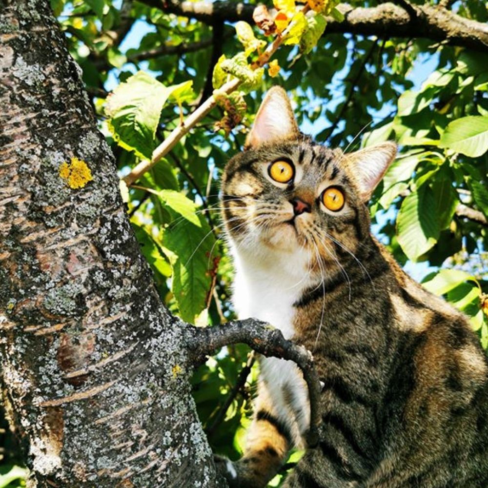 Legal Protection for Cats Incoming?