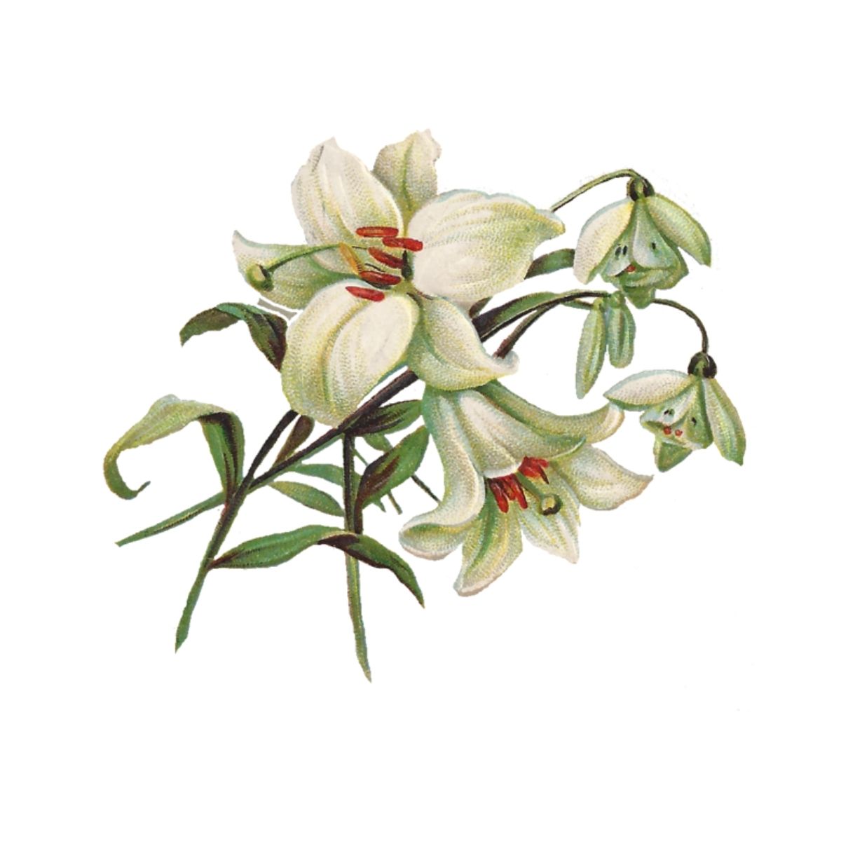 Lilies Can Kill Cats