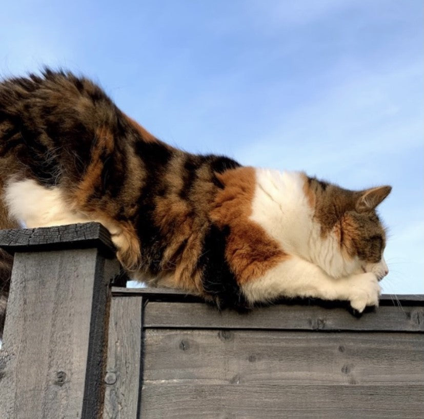 Benefits of Outdoor Cat Containment