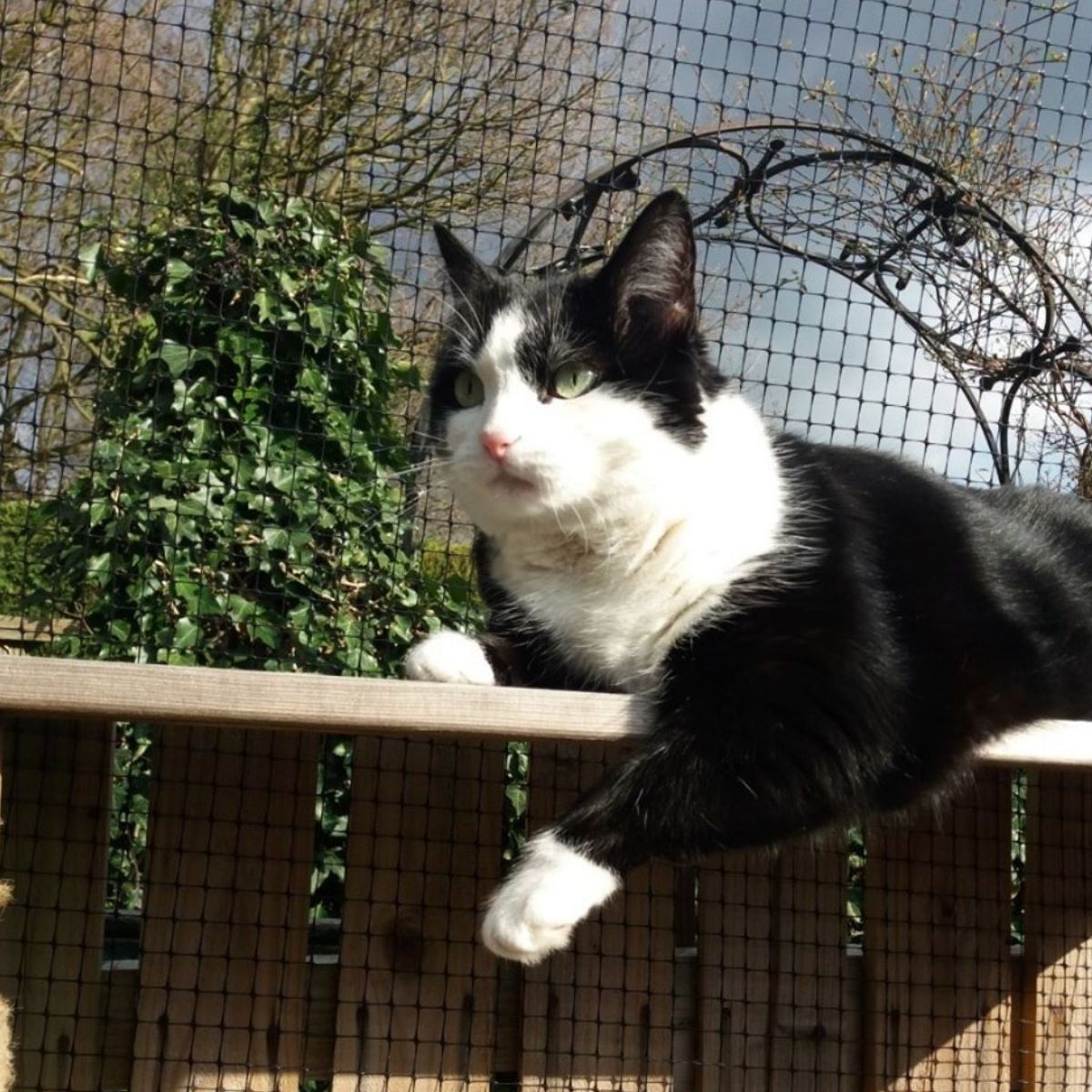 Luxury Hotel for Cats