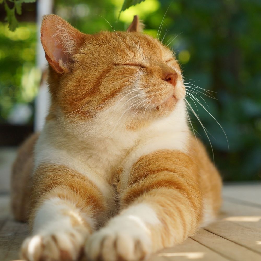 Man Arrested in the Brighton Cat Killer Case