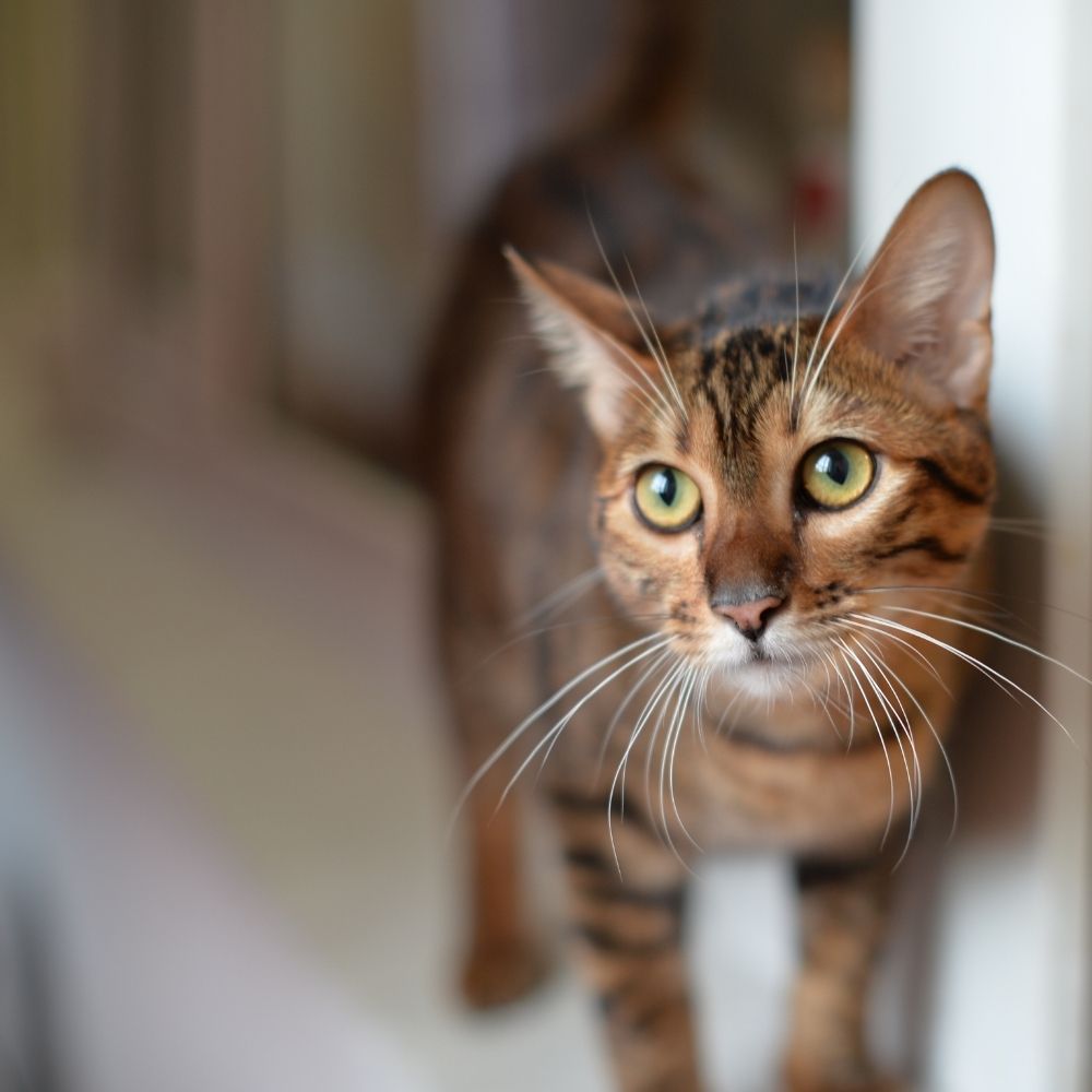 Meet the Toyger