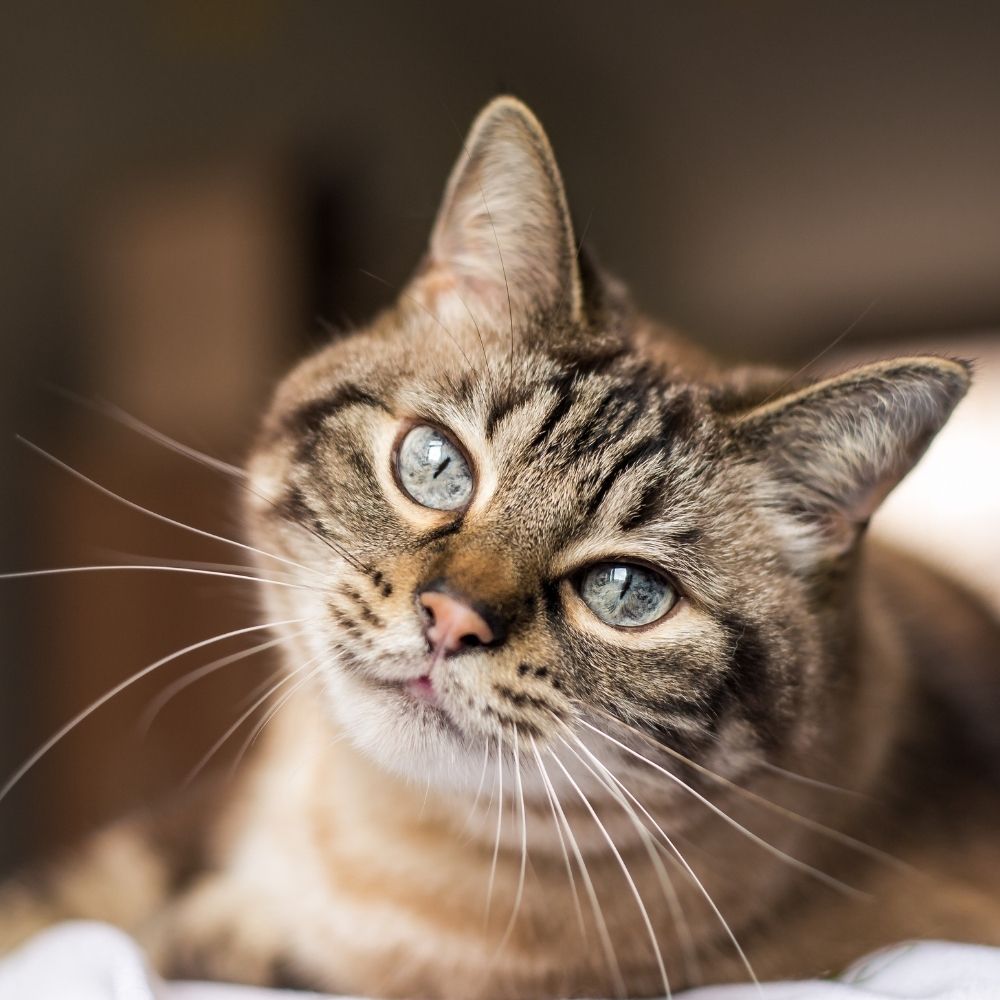 Missing Cats in Lancashire Sparks Concern