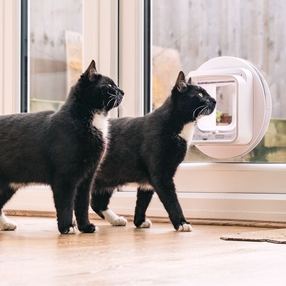 Monitor your cat with a Microchip Cat Flap Connect