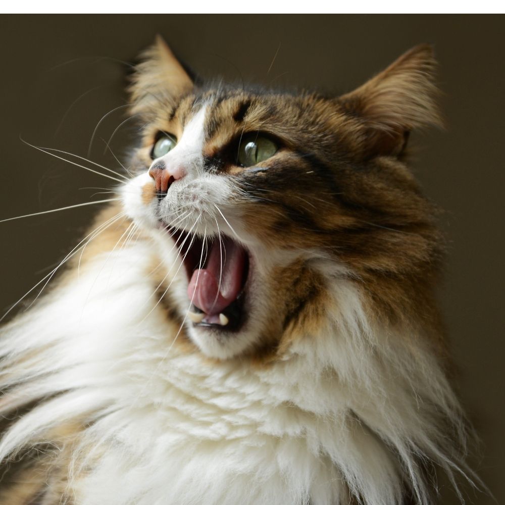 My Cat is Choking! What Can I Do?