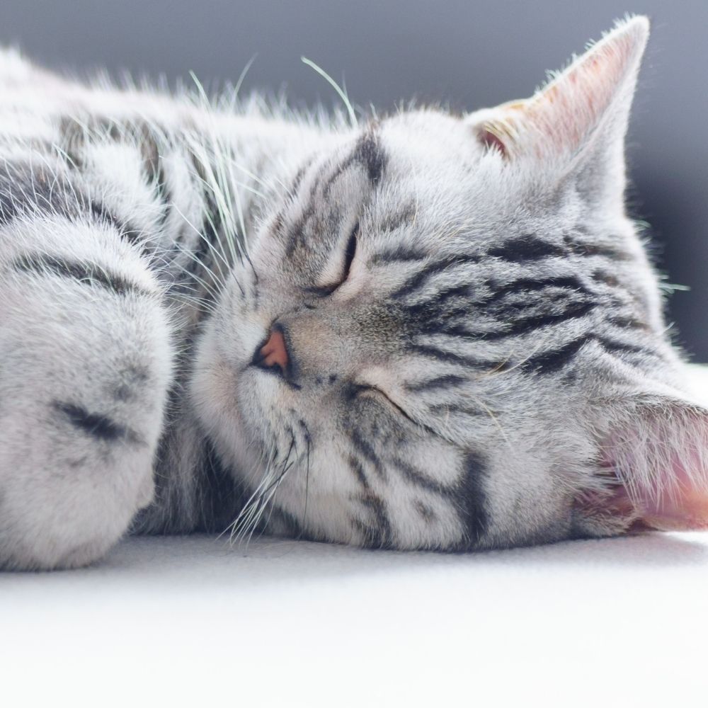 My Cat is Unconscious, What Can I Do?