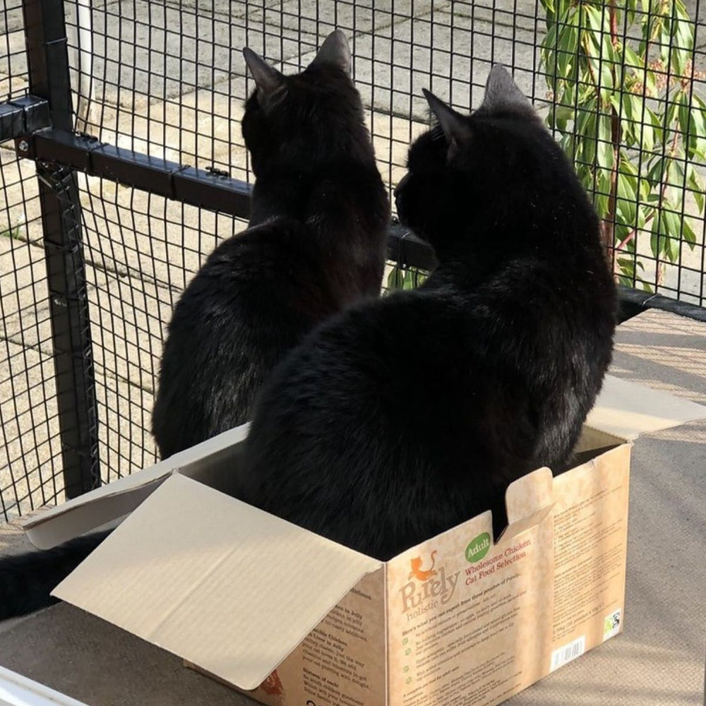 National Black Cat Day 2016