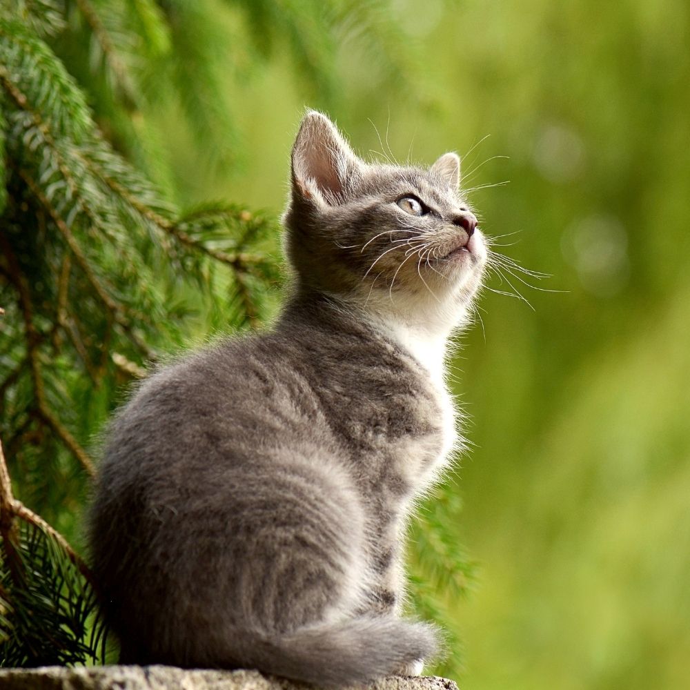 New Cat Accidental Death Law on the Horizon
