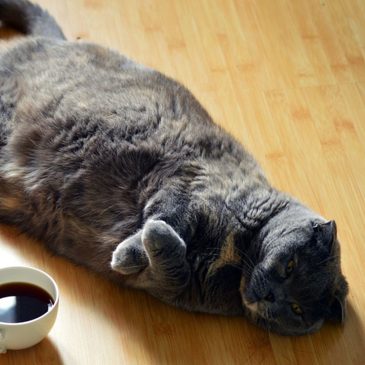 PDSA Pet Fit Club - Is Your Cat Obese?