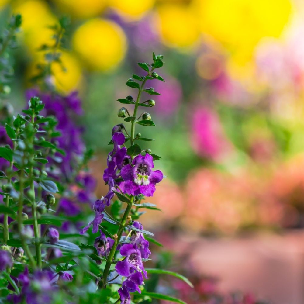 Pet Cat Returns Home Shaved and Covered in Paint
