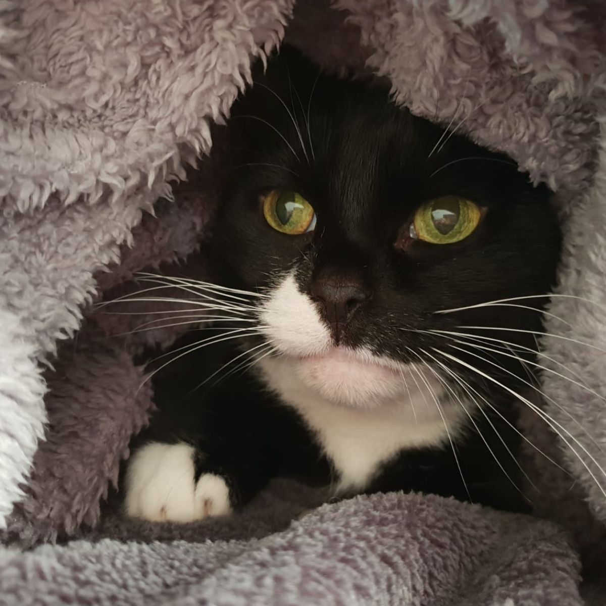Pet Cat Survives Being Shot for a Second Time