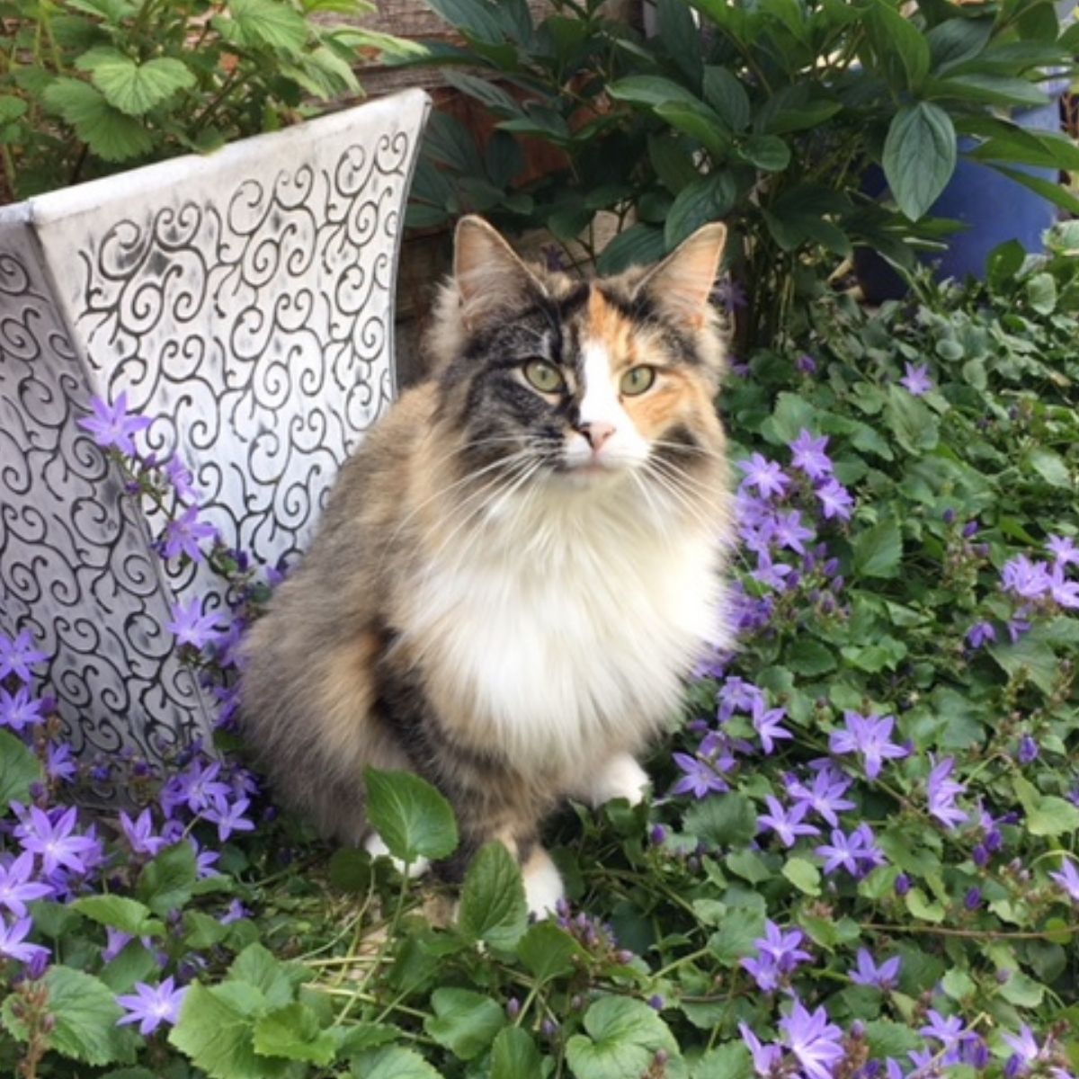 Pflanzen, die fr Katzen giftig sind  ProtectaPet