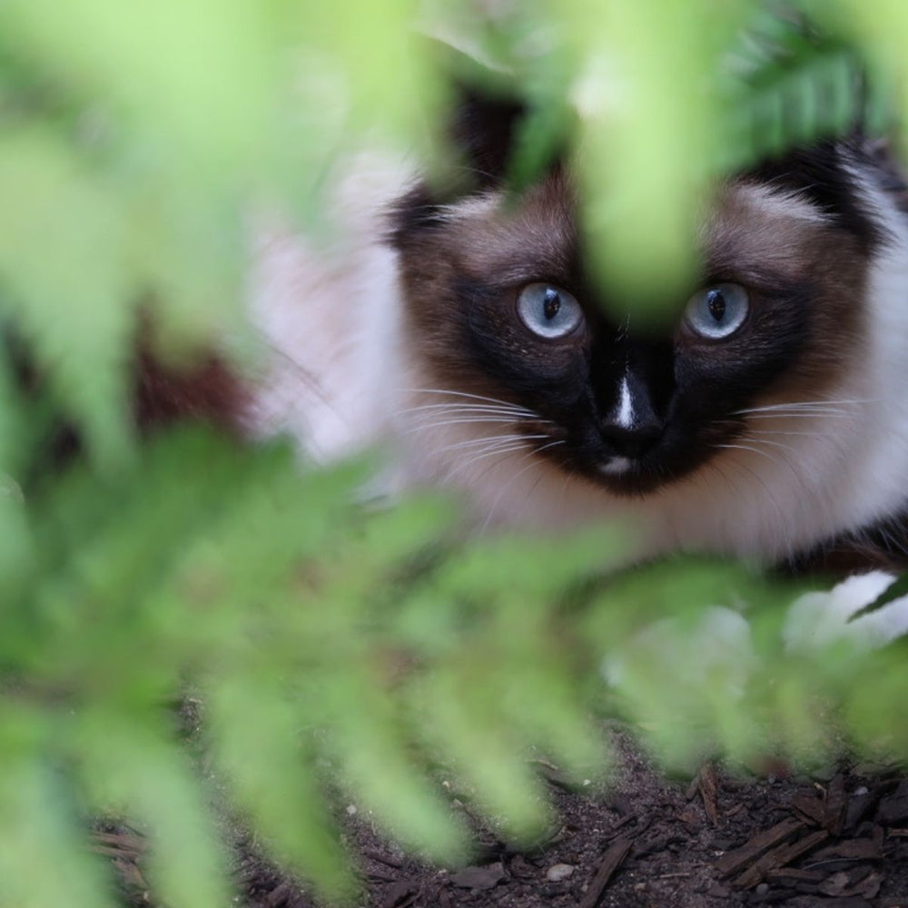 Police on the Hunt for Terrifying Croydon Cat Killer