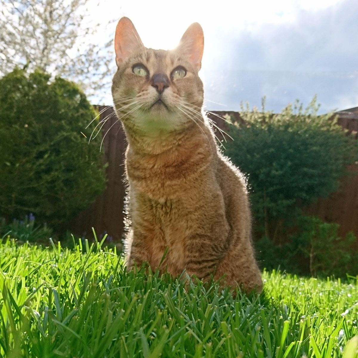 Preventing Cats From Killing Birds