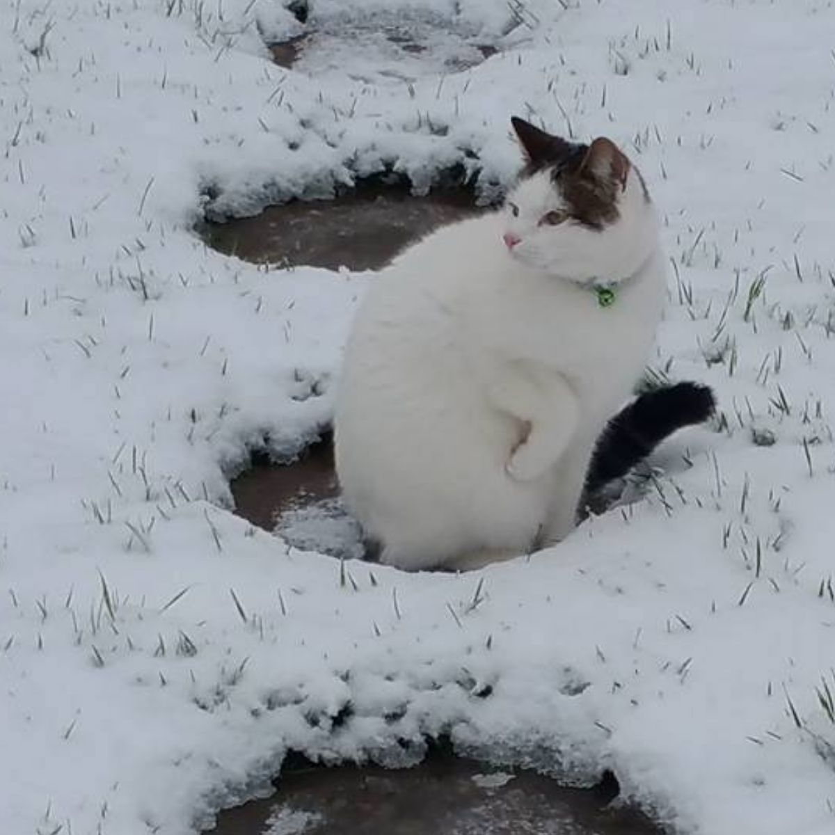 Protect Your Dogs and Cats from Rock Salt