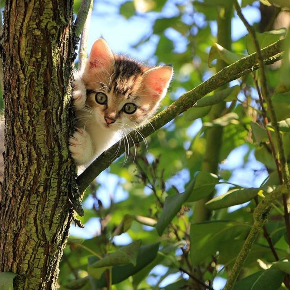 ProtectaPet Customers Contribute to Hunting Behaviour in Cats Study