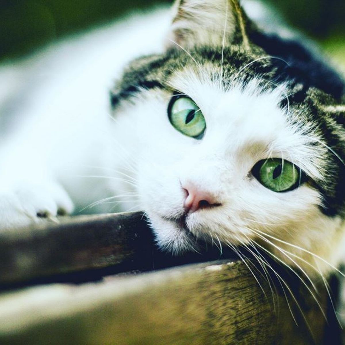 Purrs Cat Rescue Use ProtectaPet Donation to Treat Megan's Glaucoma