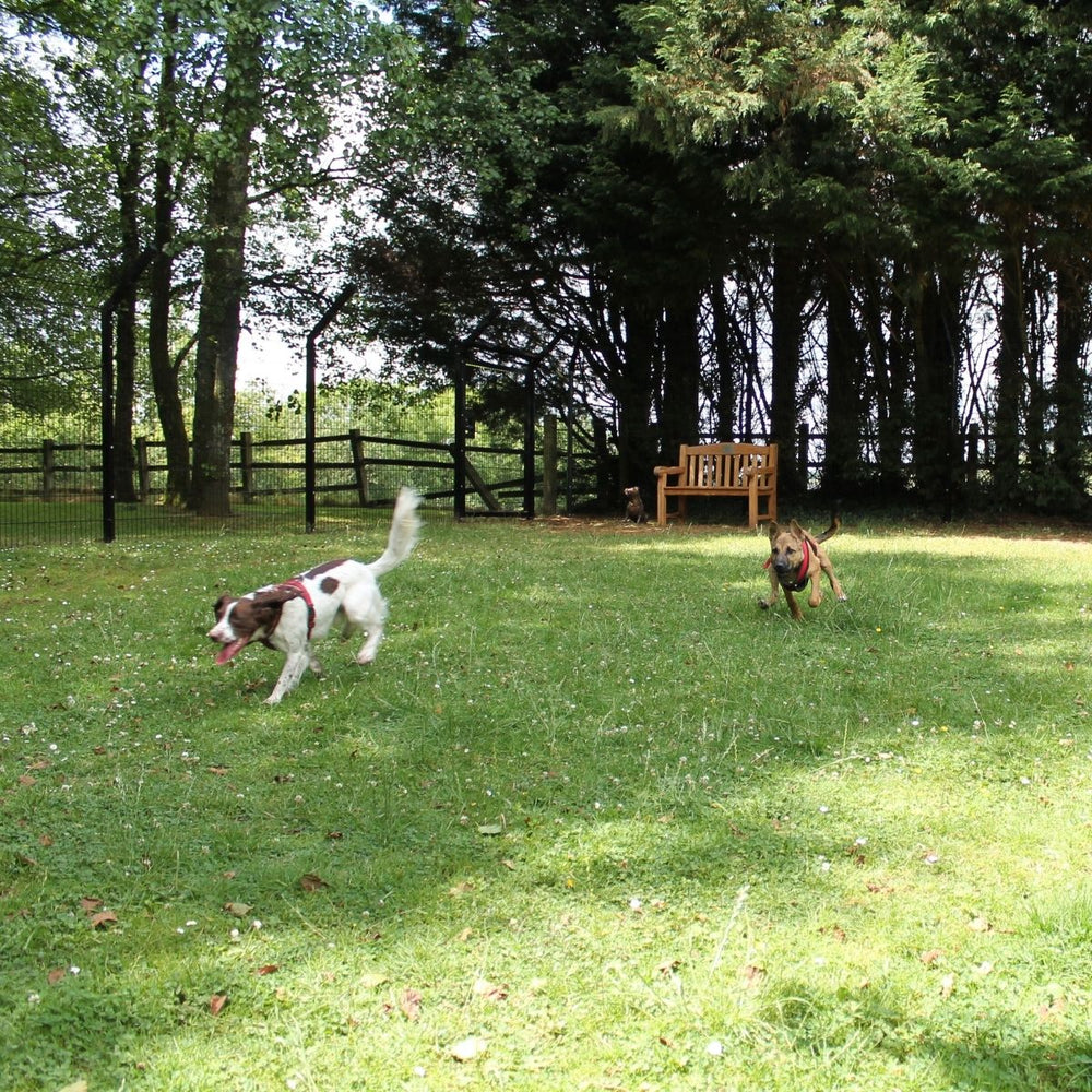 Reduce Stress by Taking Your Dog to Work