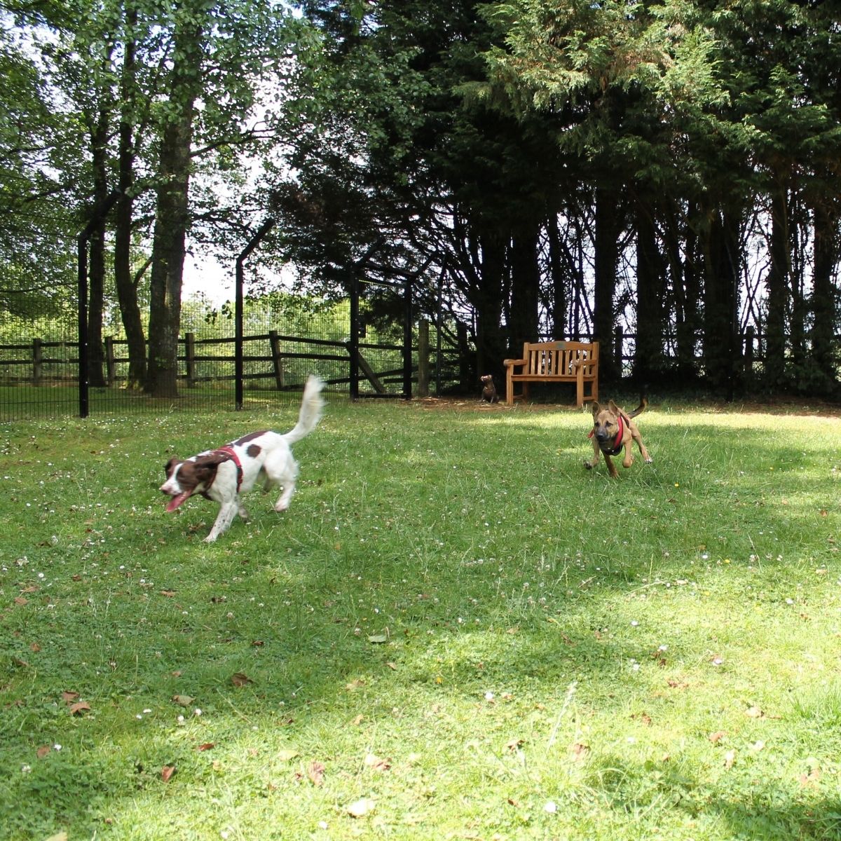 Reduce Stress by Taking Your Dog to Work