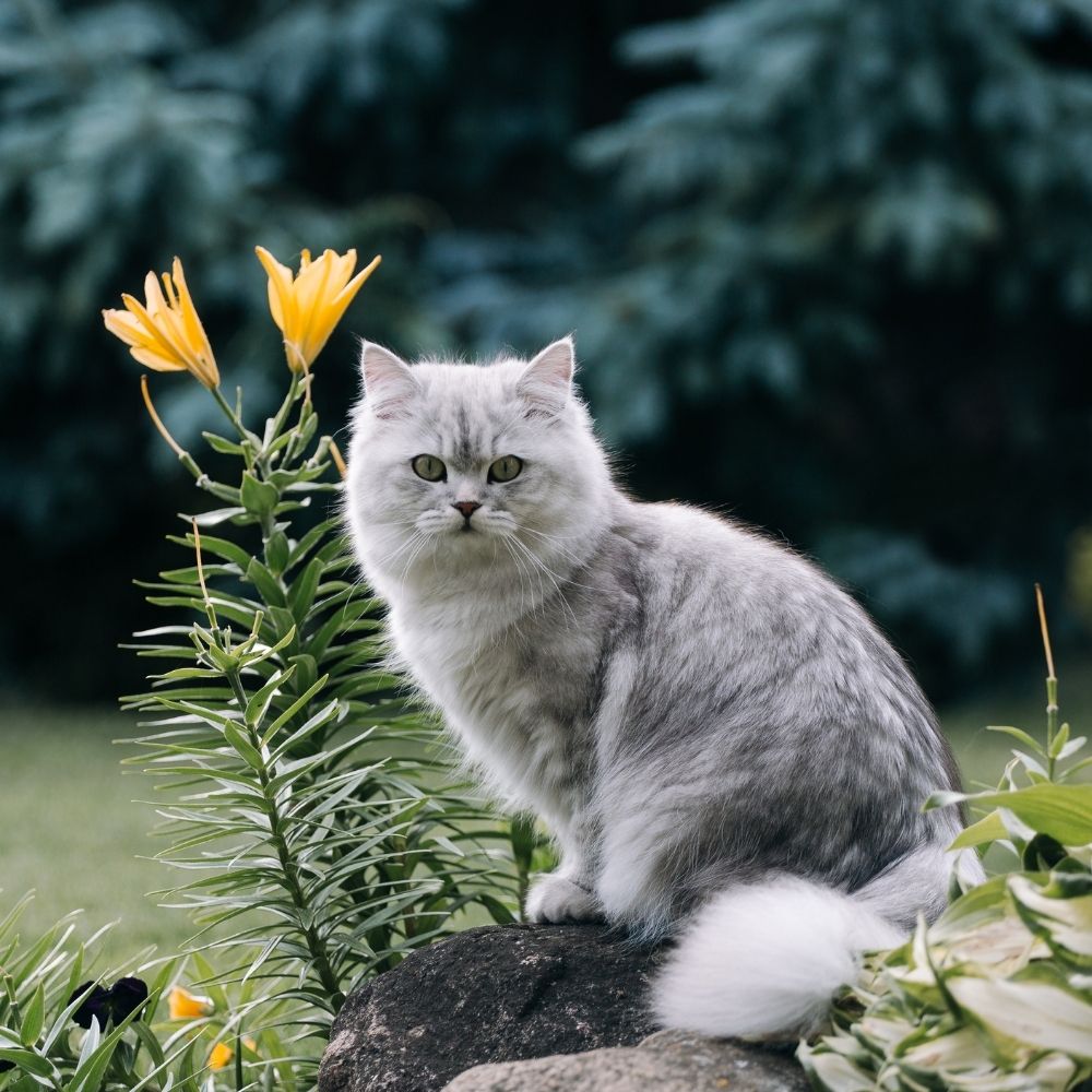 RSPCA’s Adoptober in Full Swing to Help Cats find Forever Homes