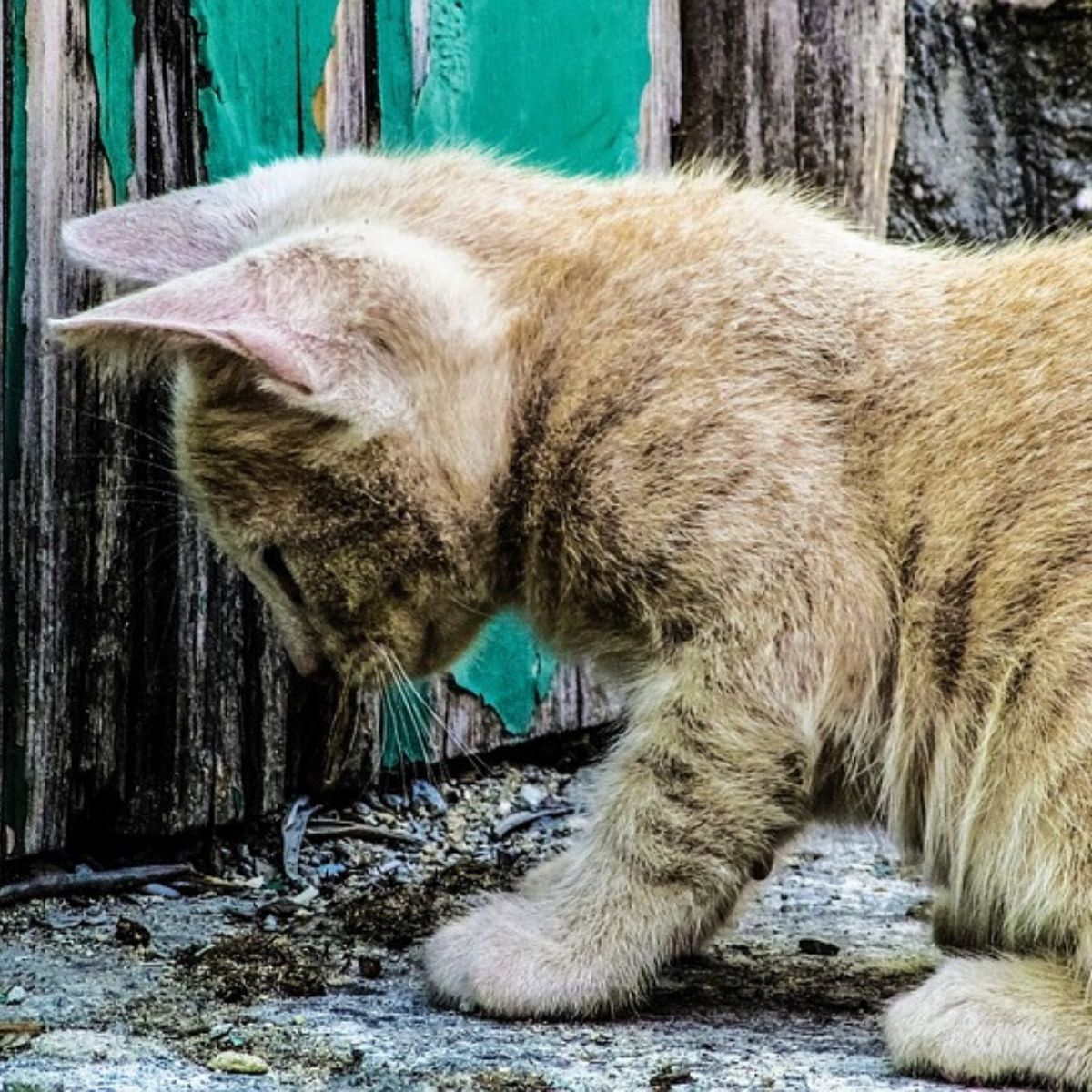 Scientists Plan to Kill Feral Cats in Australia