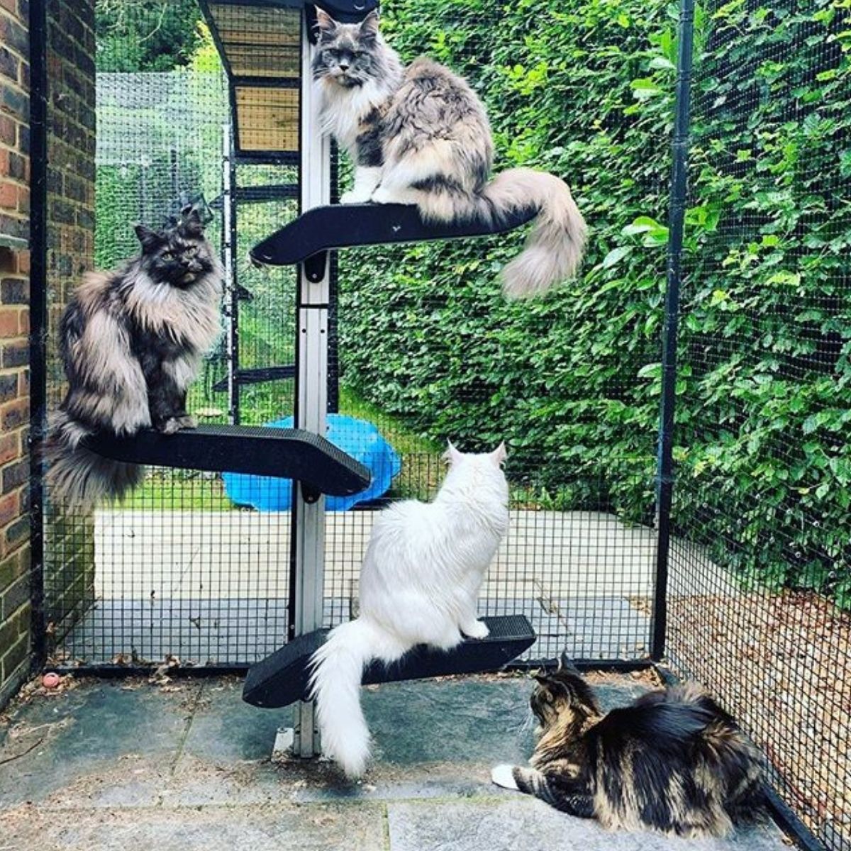 Should I Keep My Cat Indoors?
