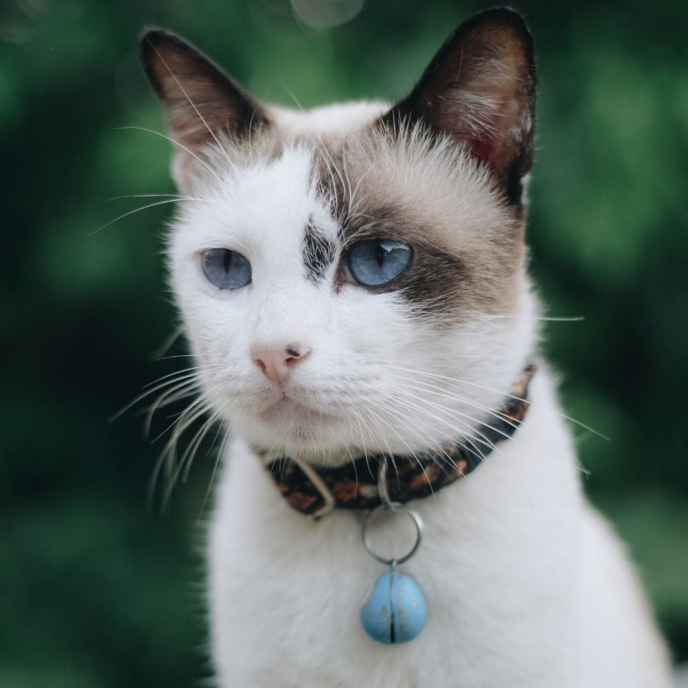 Should You Put a Collar on Your Cat?