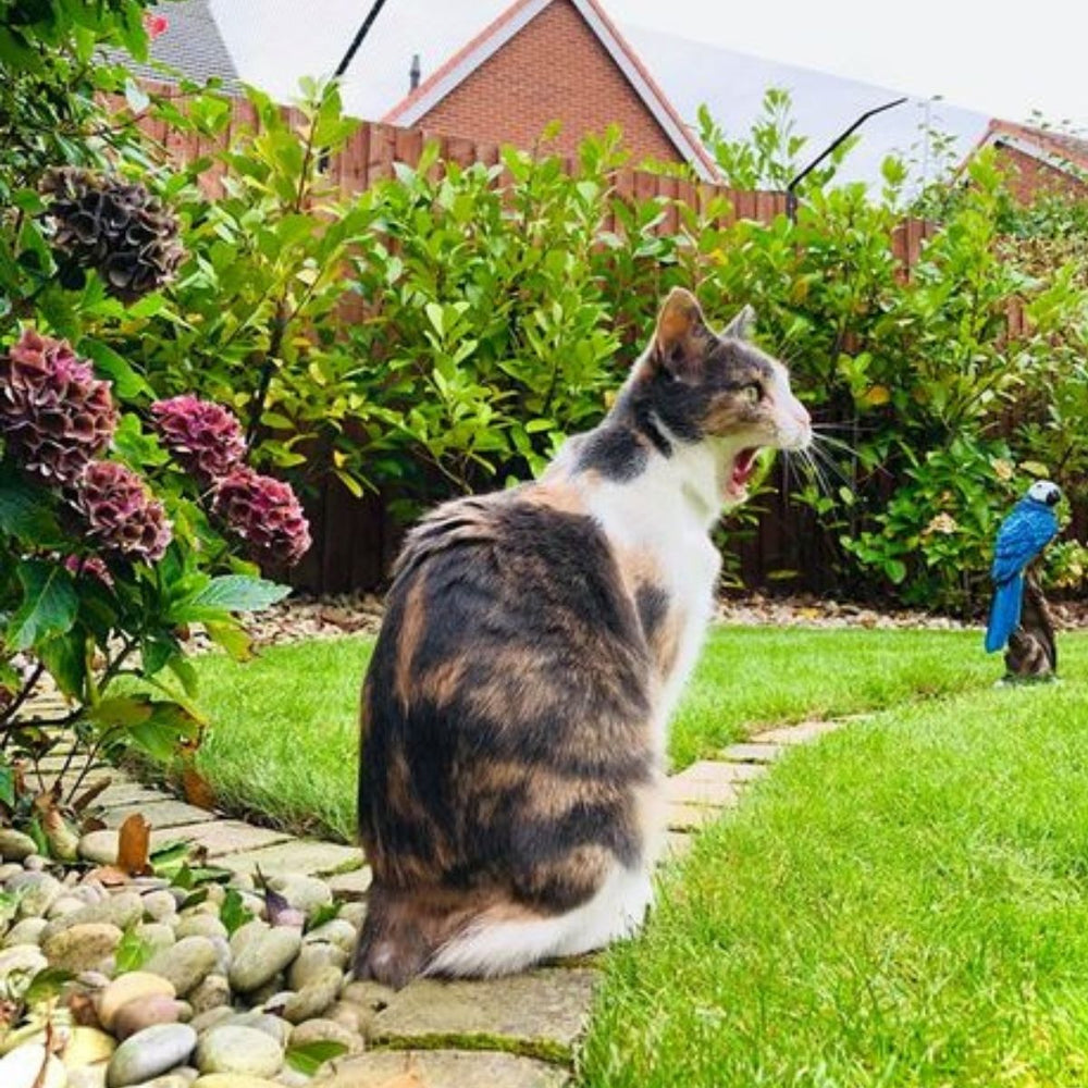 Six Tips on How to Stop Your Cat Hunting