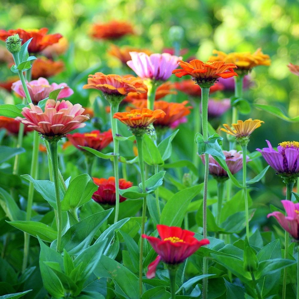 SNARL Suspects UK Cat Killer is Still Active