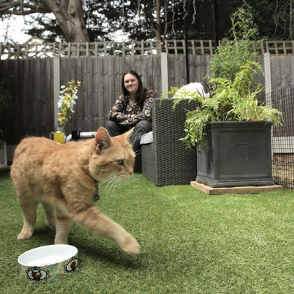 Street Cat Bob: How Did He Go Missing?