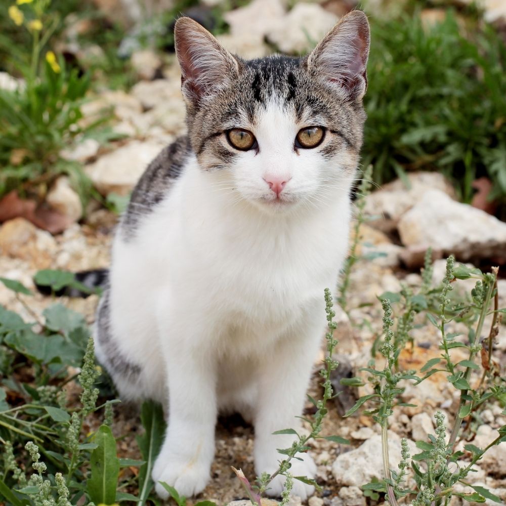 Suspected Cat Poisonings Take the Lives of Four Cats in Derbyshire