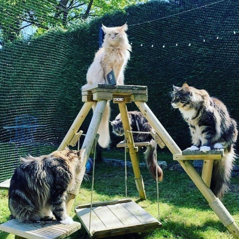 Taking Care of Cats in a Heatwave