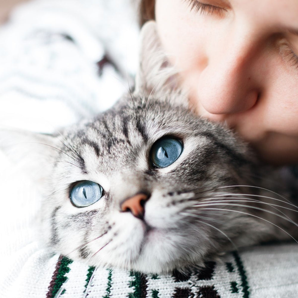 The Dangers of Rock Salt for Pets