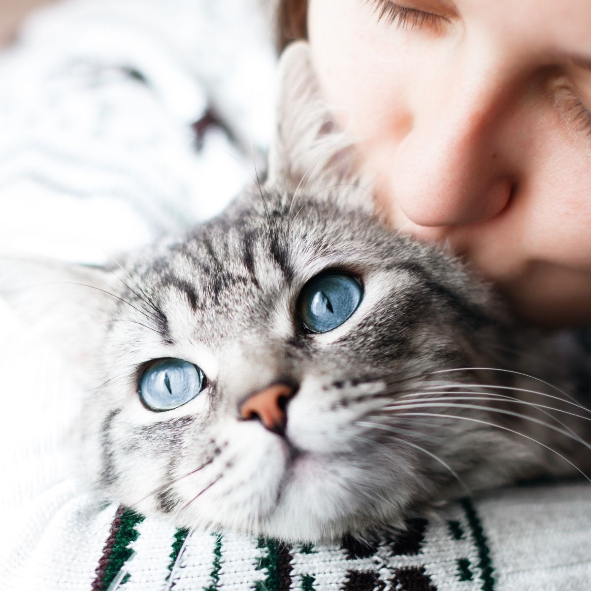 The Dangers of Rock Salt for Pets