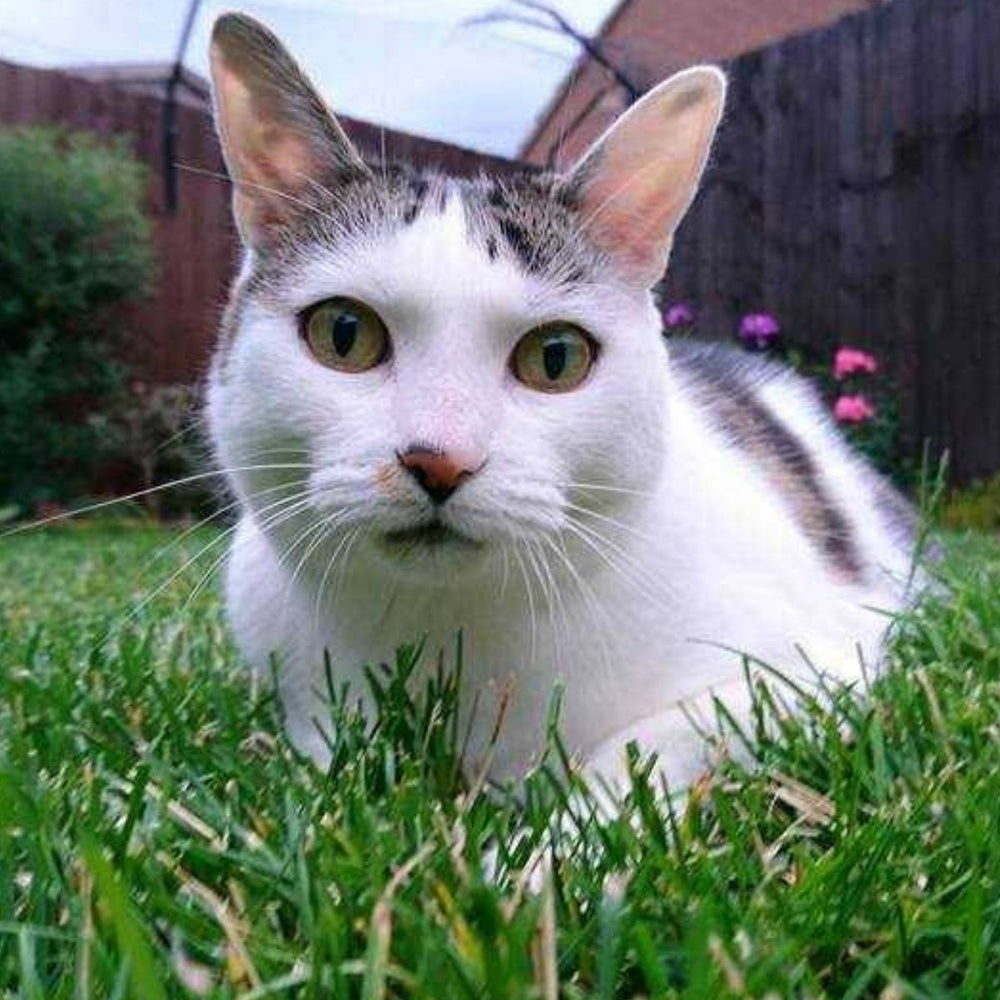 The Difference between Feral and Stray Cats