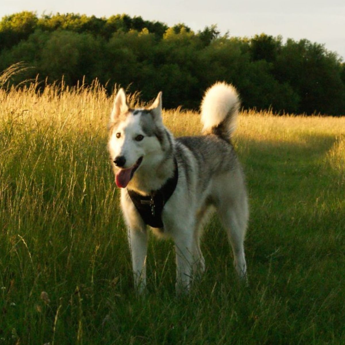 The Happy Husky Blog