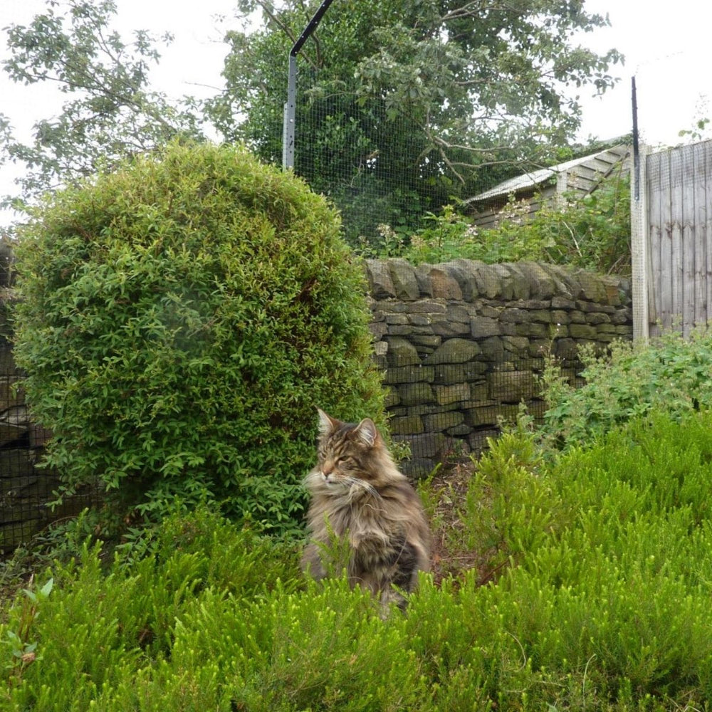 The Purrfect Autumn Garden for Your Cat