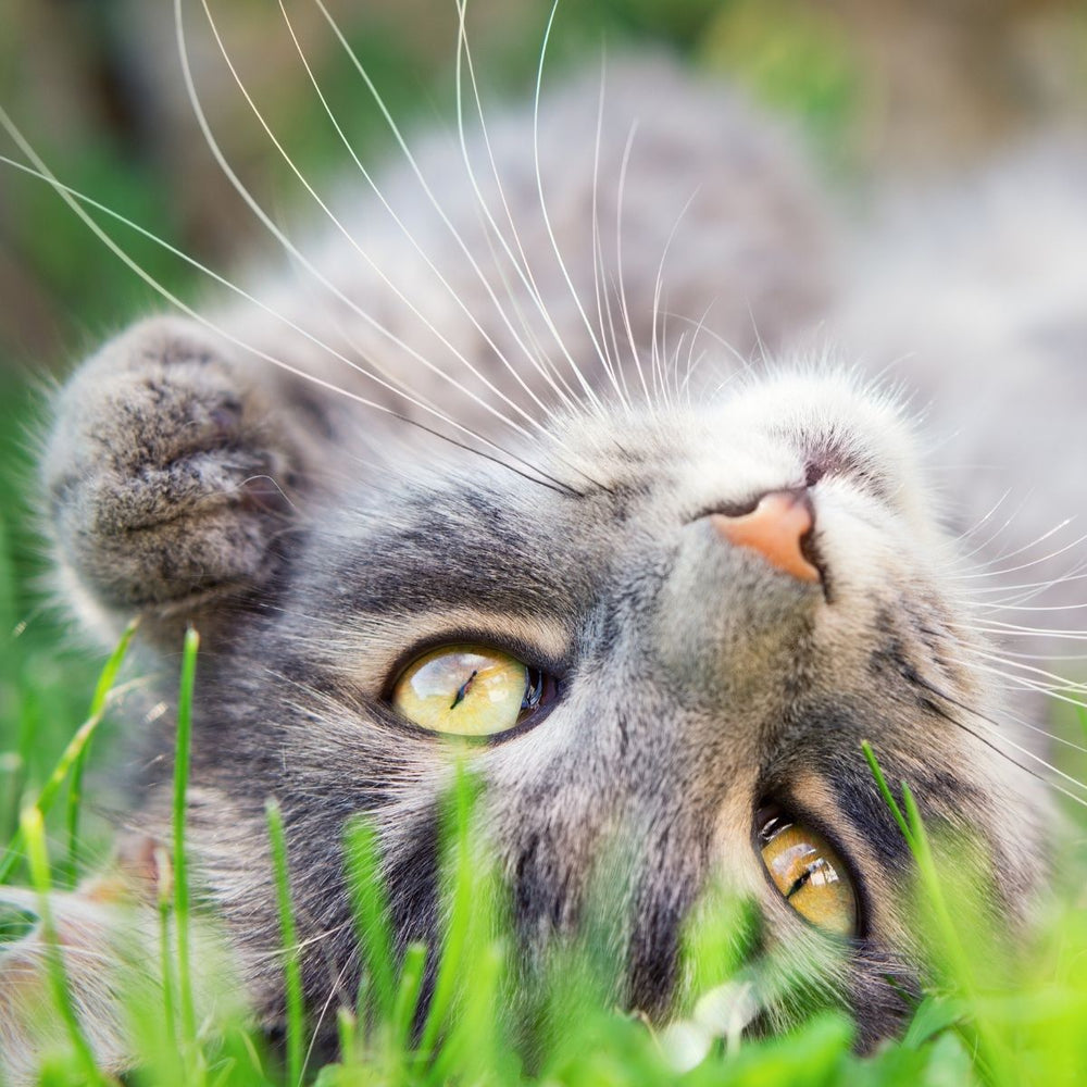 Tips on How to Reduce the Risks for Outdoor Cats