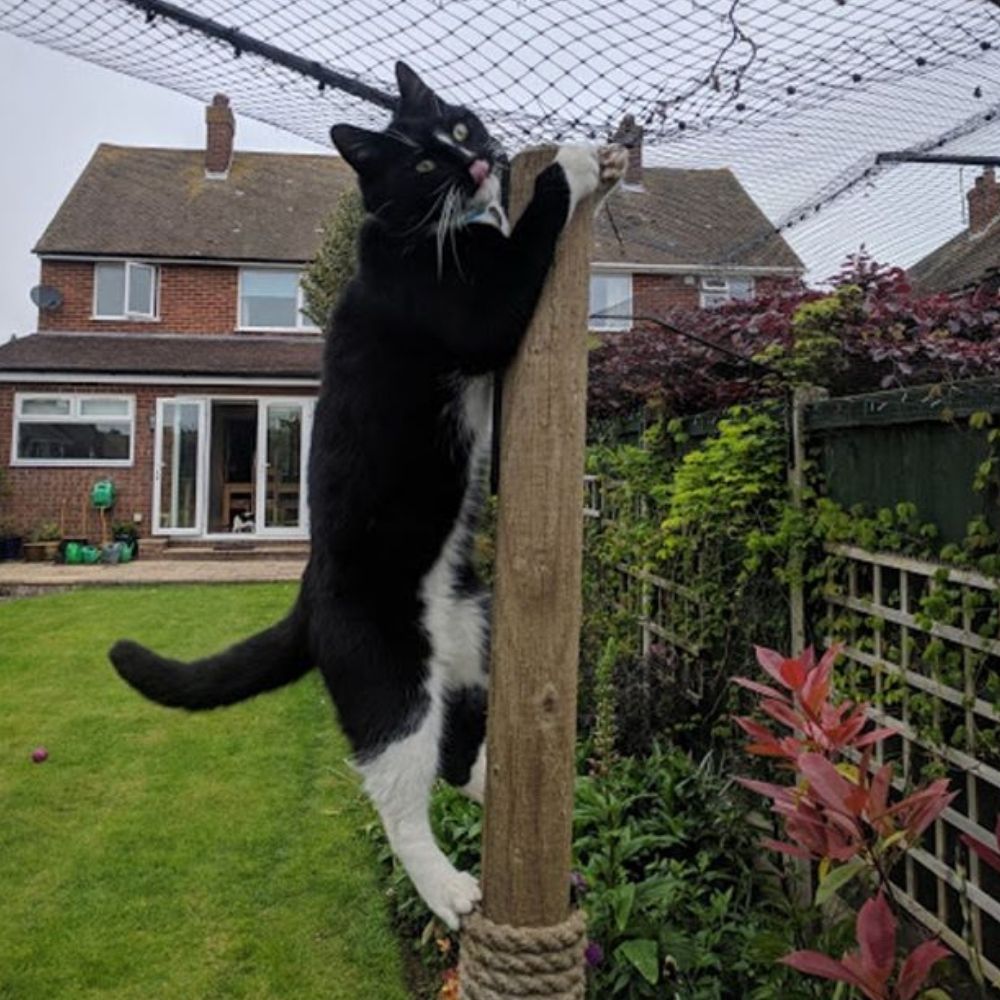 Tips to Help Stop Your Cat Hunting